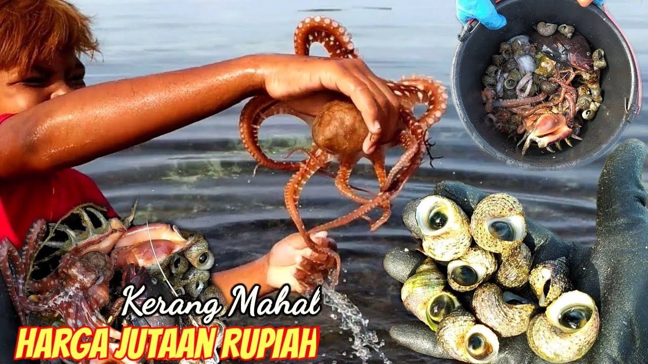 Cari Kerang Harga Jutaan diRestoran & Nangkap Gurita saat Air Surut _Kerang Mutiara Mata Bulan