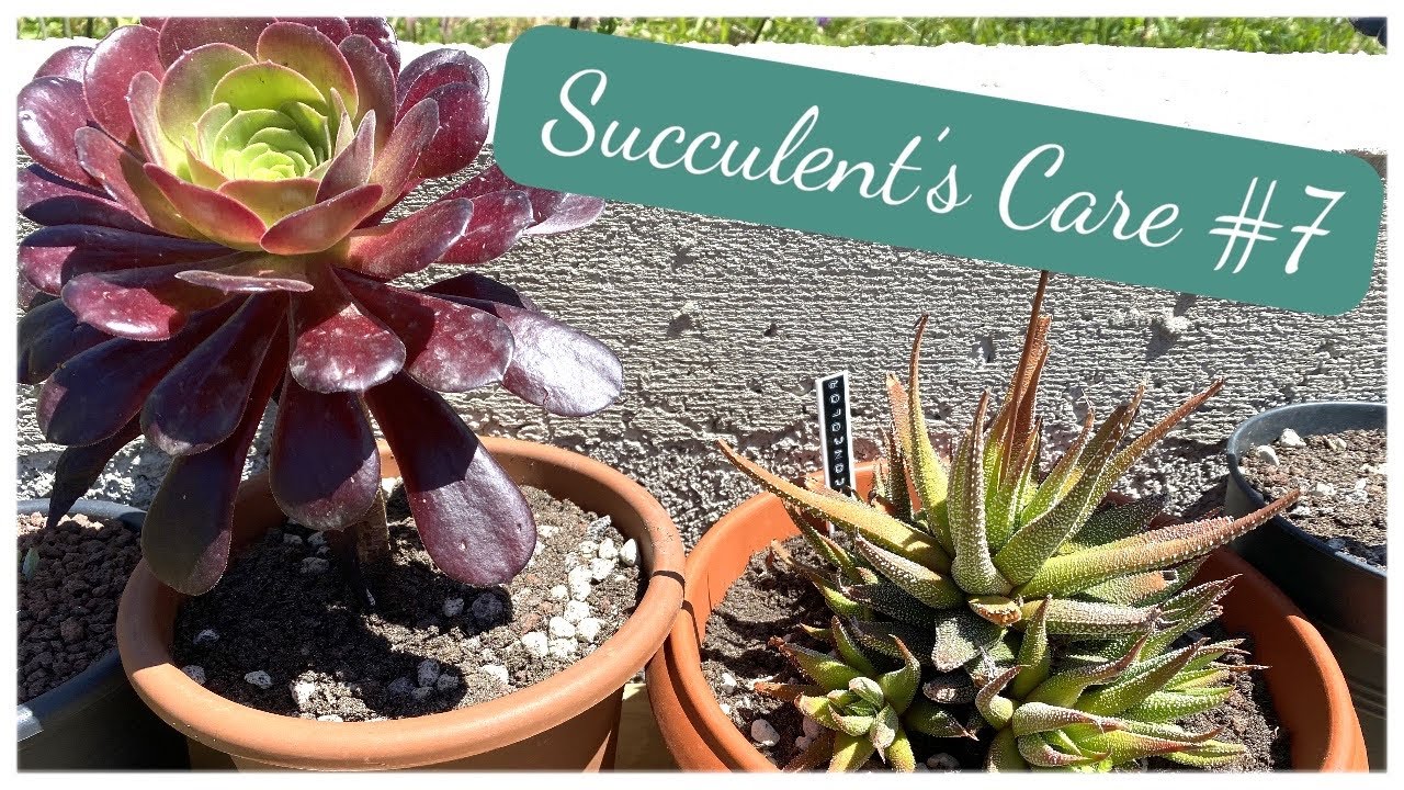 🌵#succulentscare #7 | #aeonium #senecio #haworthia et #delosperma | Prendre soin de ses succulentes
