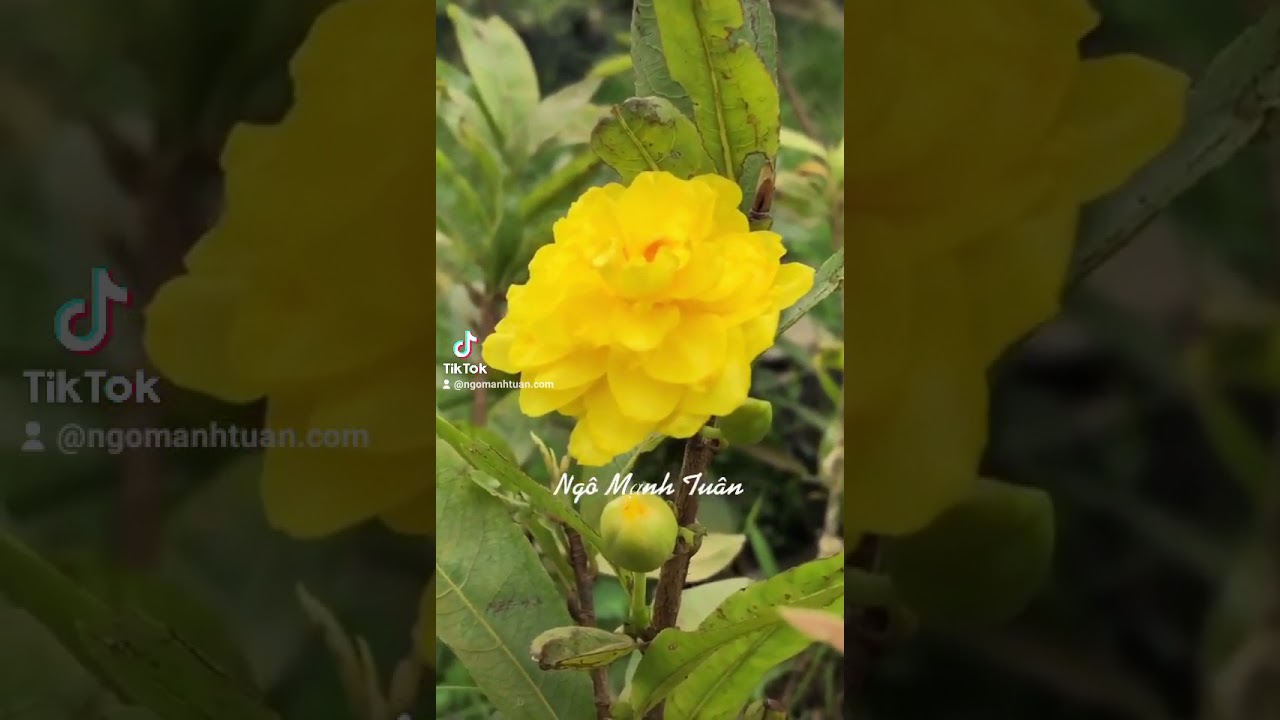 vườn mai Ng&ocirc; Mạnh Tu&acirc;n : hoa mai đẹp