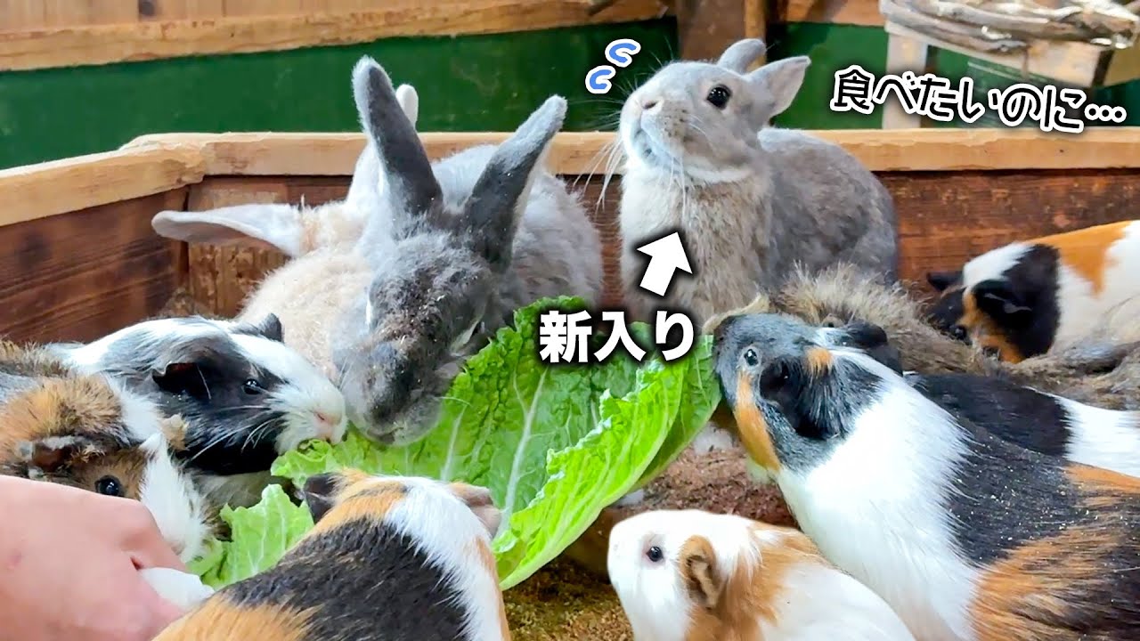 大好きなエサを食べたいのにモルモットたちの圧が強すぎて困っちゃう新入りウサギが可愛すぎた🐇【白菜】