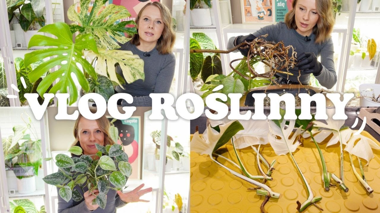 VLOG ROŚLINNY 🌱 / Cięcie i przesadzanie monstery / Najlepszy palik / Nowa roślina / Lampy Barrina
