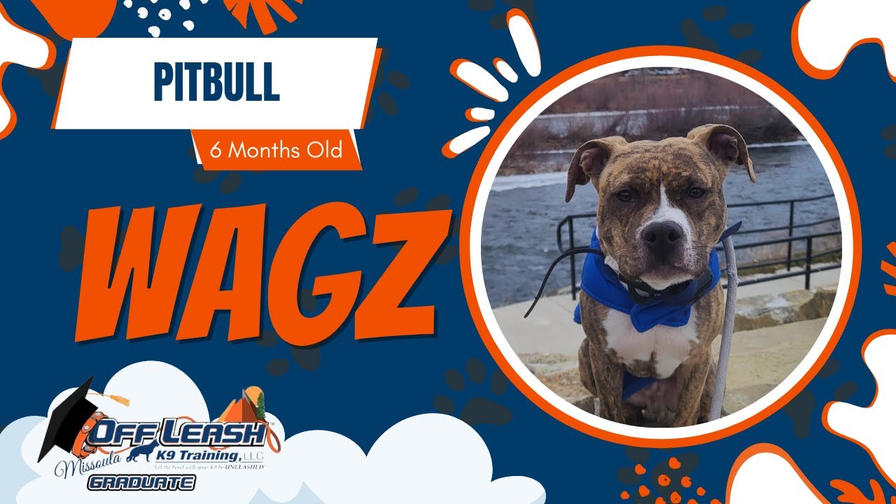 Wagz - 6 Month Old Pitbull | Best of Missoula Dog Trainers | Off Leash K9 Training Missoula