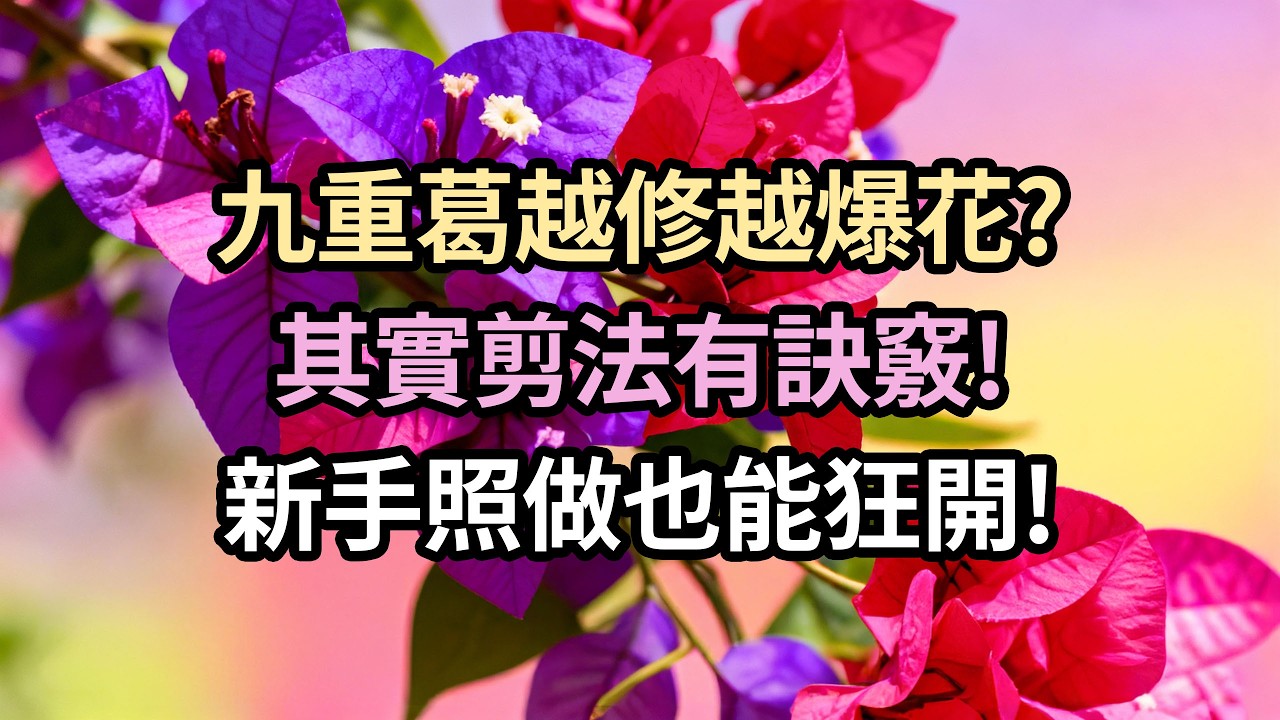 九重葛越修越爆花其實剪法有訣竅!新手照做也能狂開