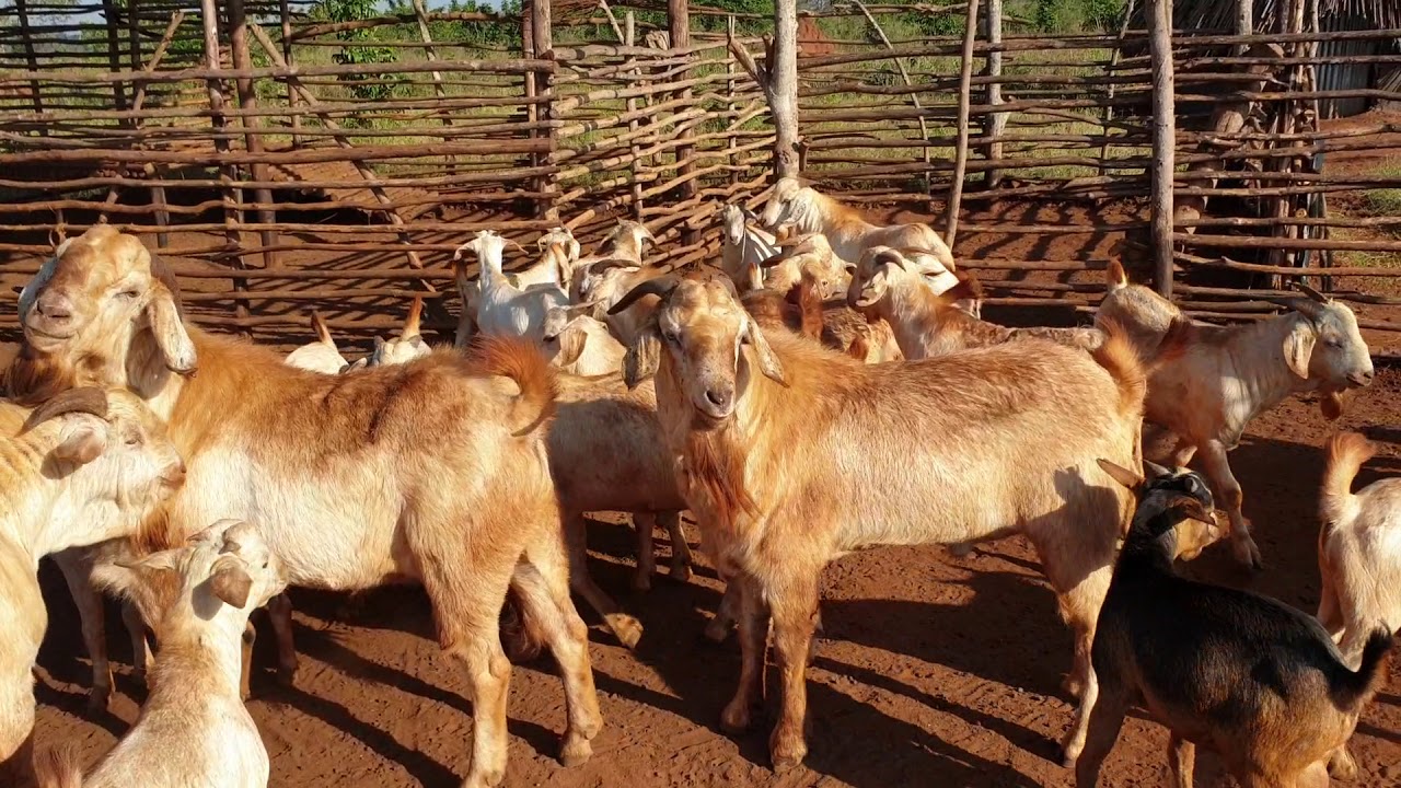 How to separate bucks from the main house to avoid inbreeding