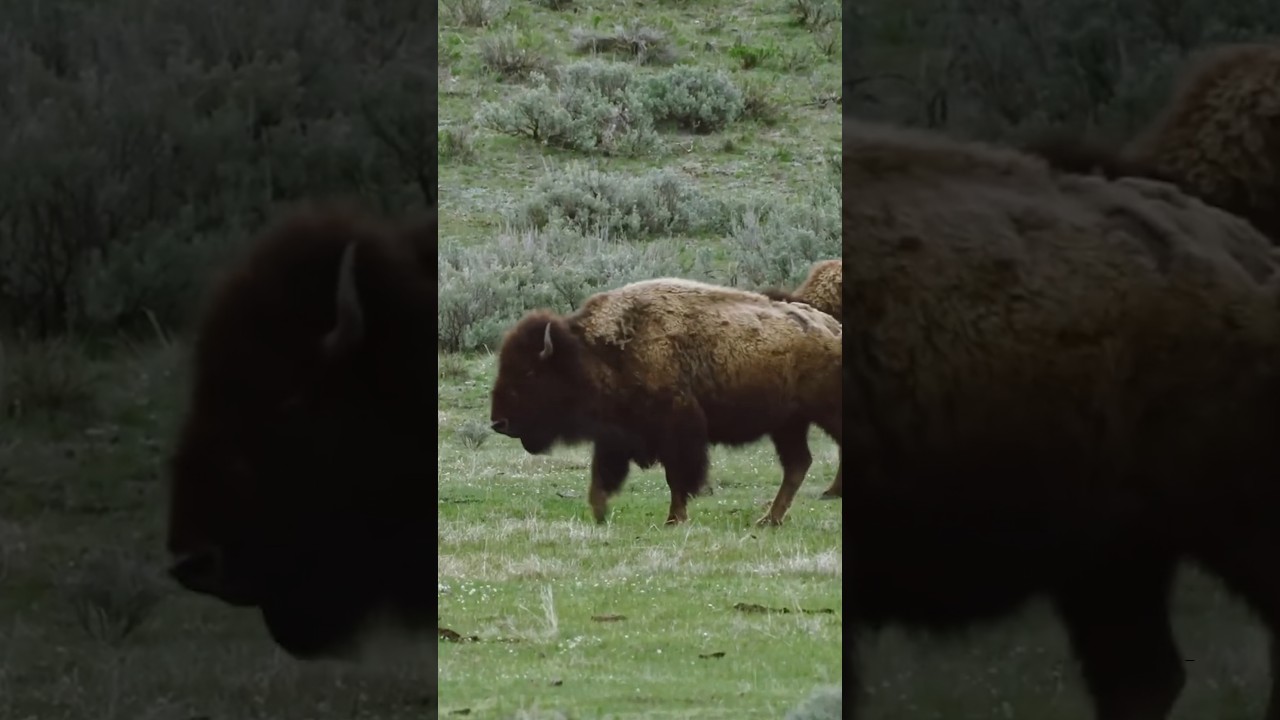 American Bison population has been steadily growing in the 21st century #animals