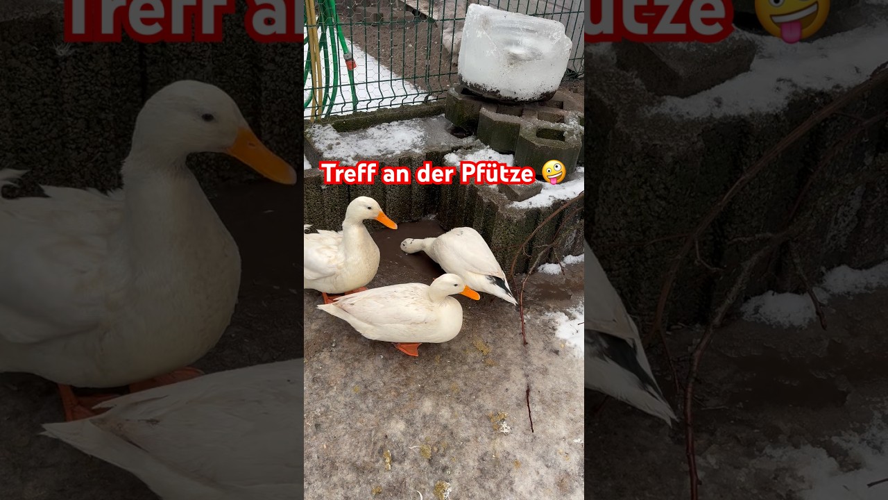 Treffpunkt Schmelzwasser Pf&uuml;tze 😂🤪 #h&uuml;hner #chicken #shorts