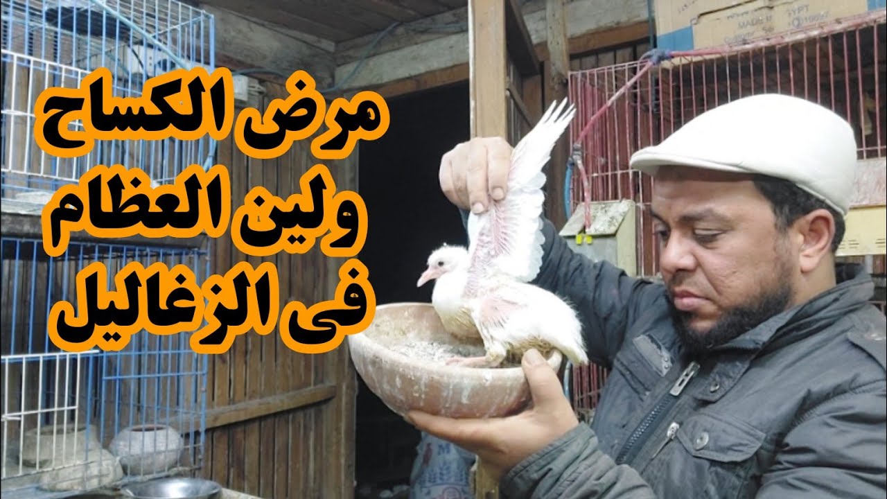 مشكله ظهرت عندي في الزغاليل مش قادرين يمشوا علي رجليهم وبيزحفوا كساح الحمام