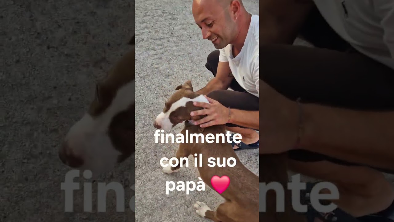 CYPPY È STATO ADOTTATO. LO PORTIAMO DAL SUO PAPÀ. INFO ADOZIONI:3404754484