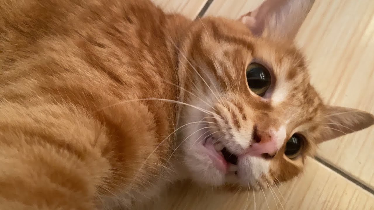 What happens when a cat gets the zoomies