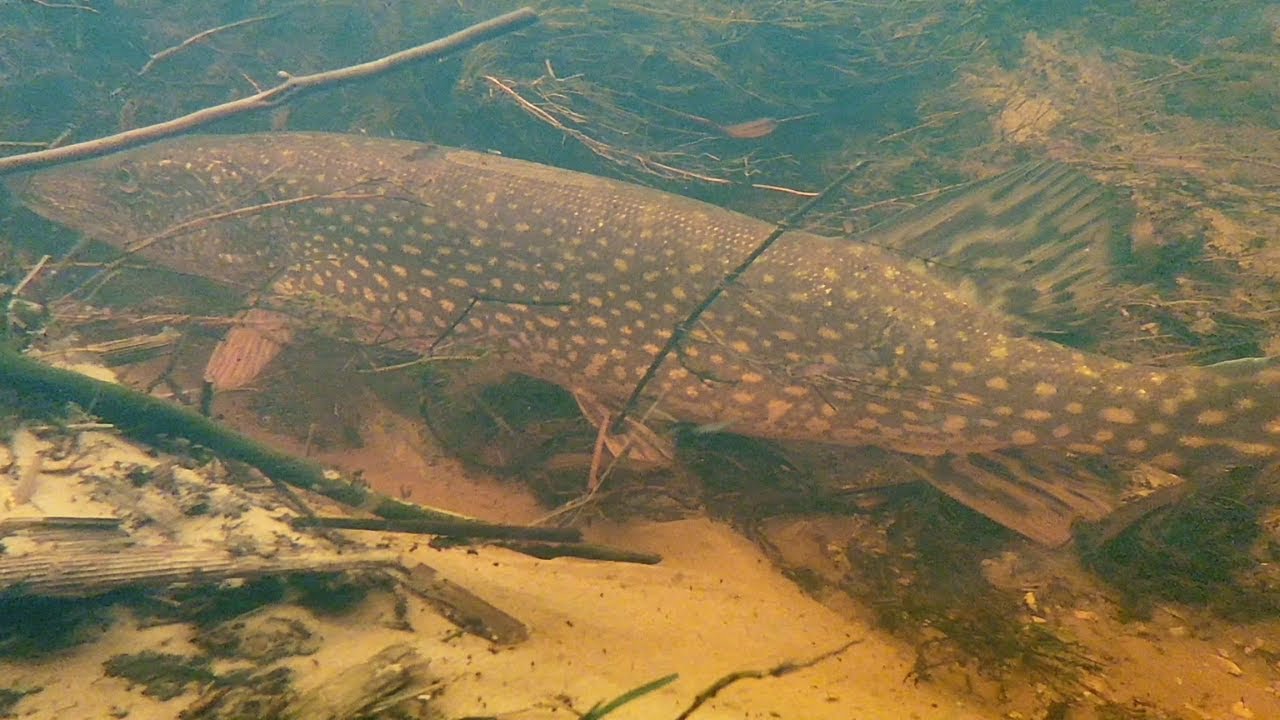 Northern Pike Spawning Run  (Barkhausen, Lineville Road, Green Bay)