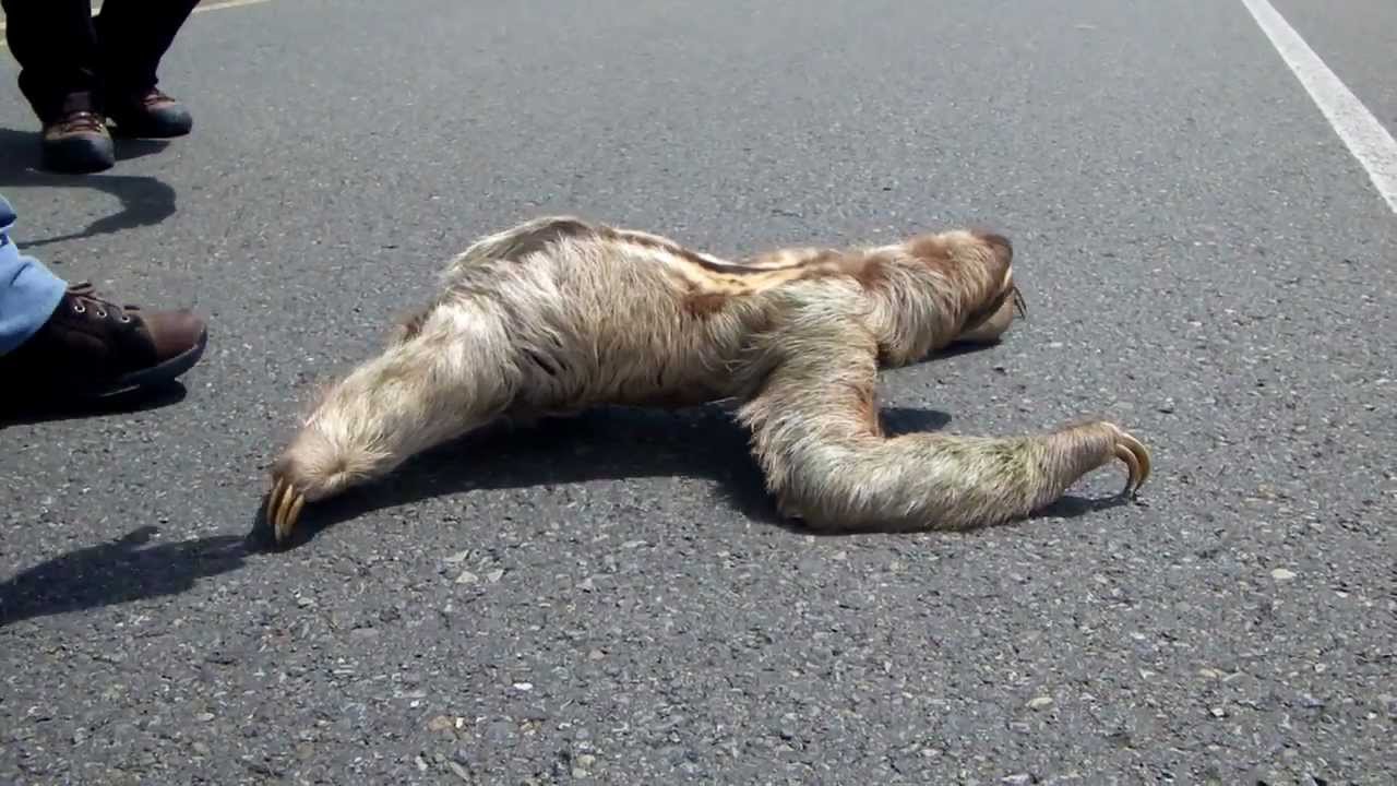 Paresseux traversant la rue - Costa Rica - Sloth crossing the street