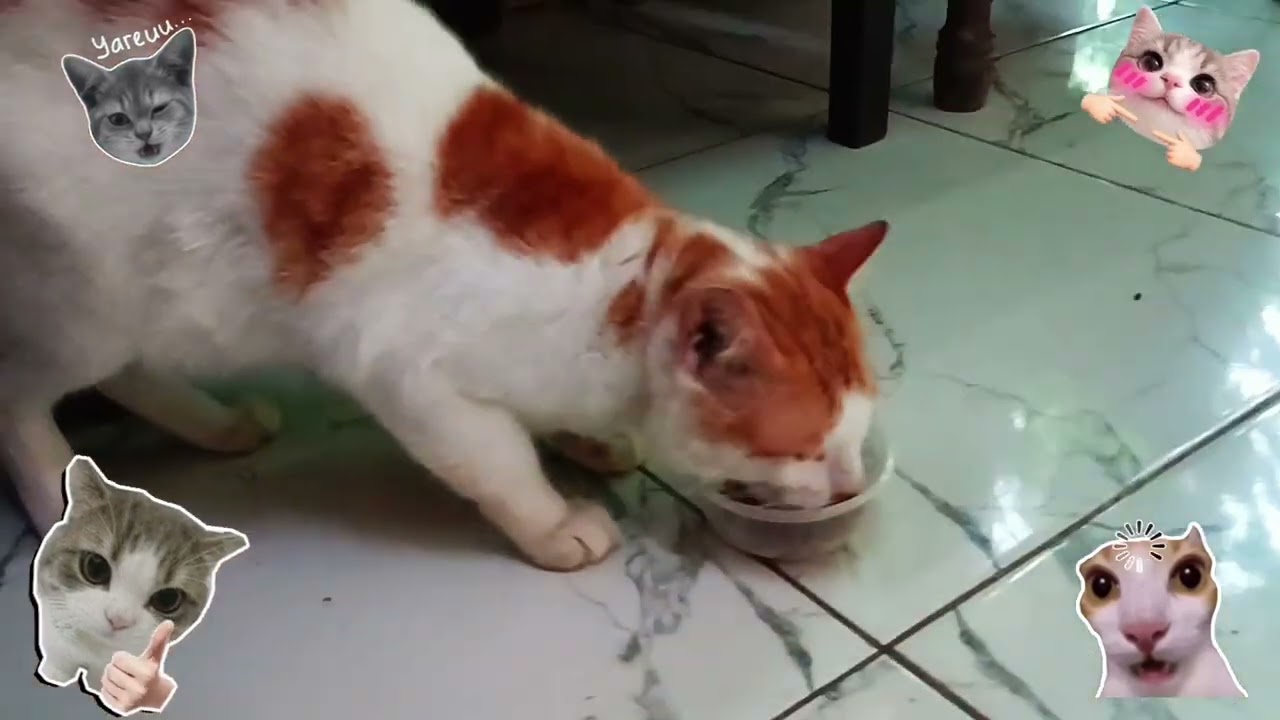sarapan pagi #cat #djremi #cutecat #videos #youtubeshorts 