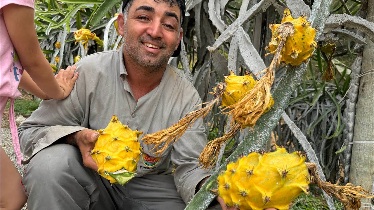 Colhendo pitaya Amazonas (gigante)quase 1kg.