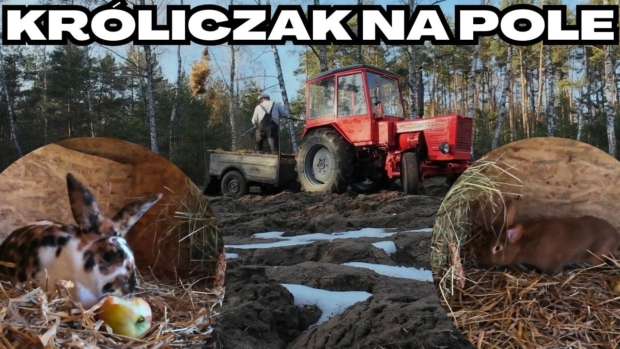 Wiosenne porządki - panie, flak we Władimircu i gnój na pole