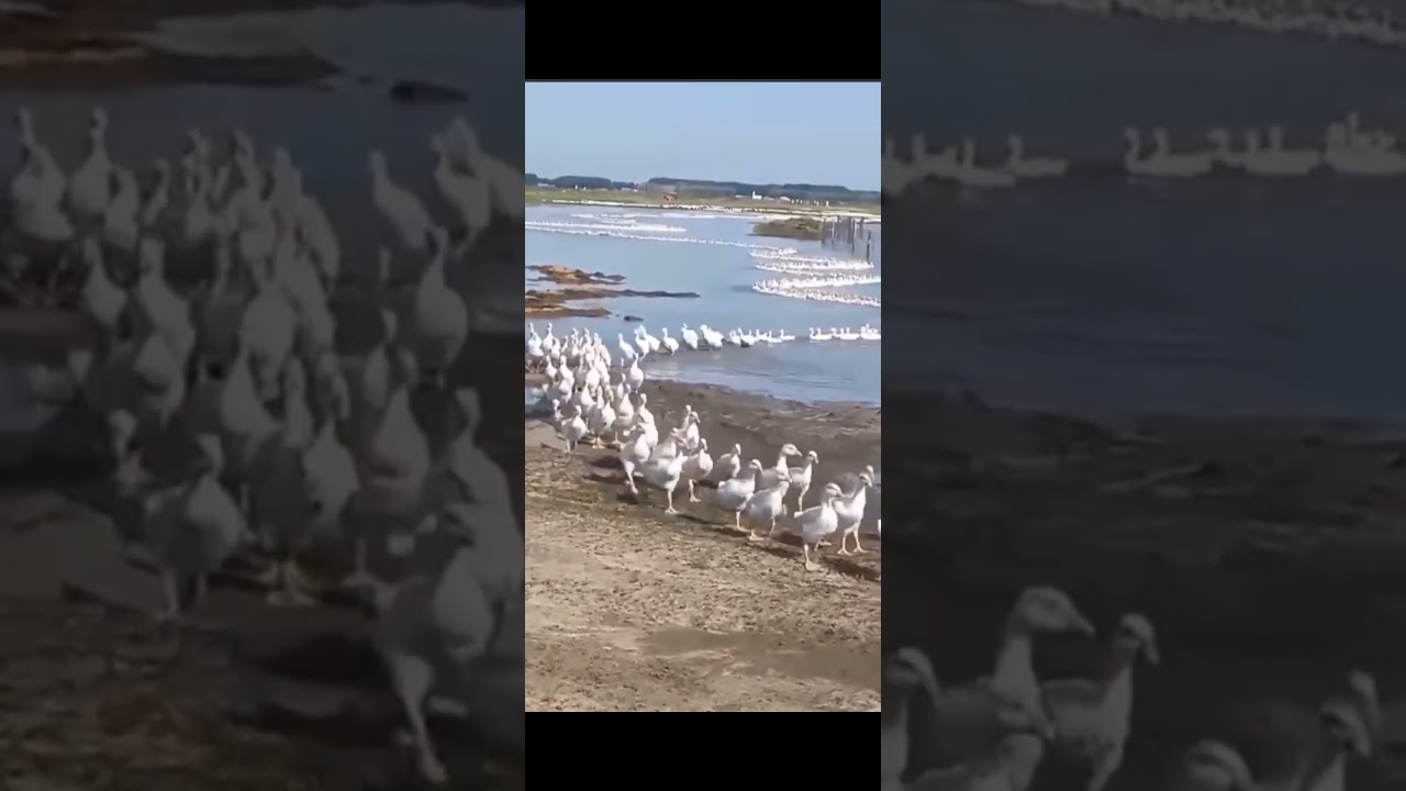 Duck line 