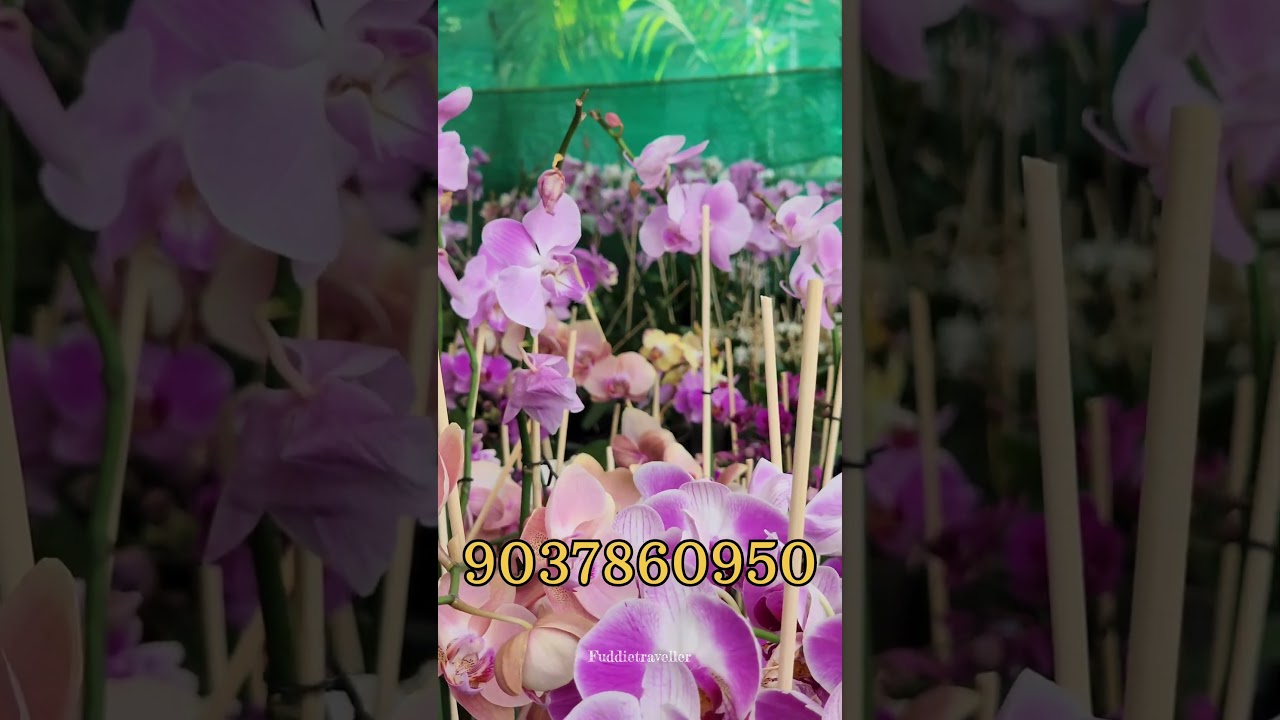 ഓർക്കിഡ് ചാകര😍