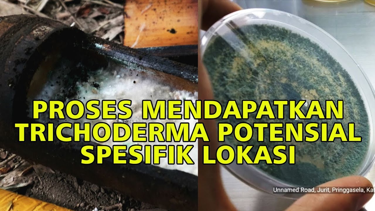 Proses Mendapatkan Trichoderma Potensial Spesifik Lokasi Lombok Organik