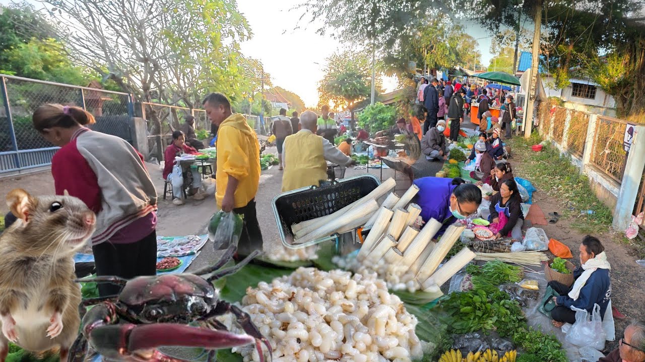 อาหารพื้นบ้านตามฤดูกาล | ตลาดเช้าคำสมิง | ไข่มดแดง หนูนา ปู ปลา ตระการพืชผล อุบลราชธานี