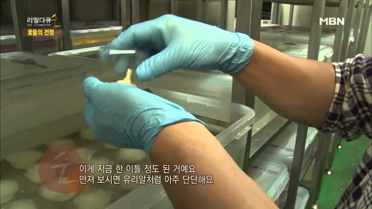 시들지 않는 꽃 보존화