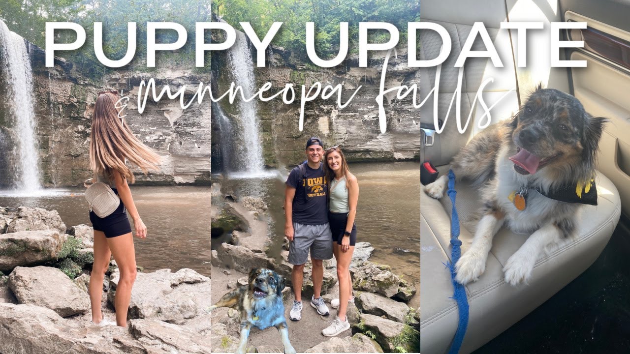 puppy update! our mini aussie turns 2 + Dogily gold jewelry set review!