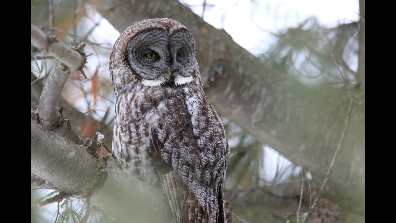 Great Gray Owl !!! Episode 23 Trip to Quebec, Canada plus other species!!