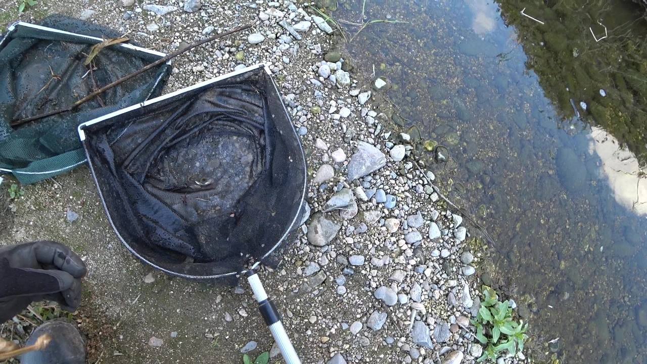 Nature Wonderland; catching seven target minnows at once with a just in case scoop 20260310