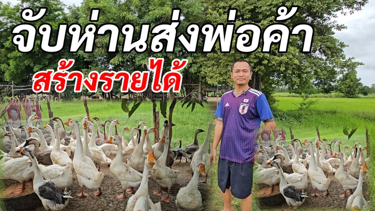จับห่านส่งพ่อค้า อีกหนึ่งอาชีพ สร้างรายได้อย่างน ที่จังหวัดร้อยเอ็ด