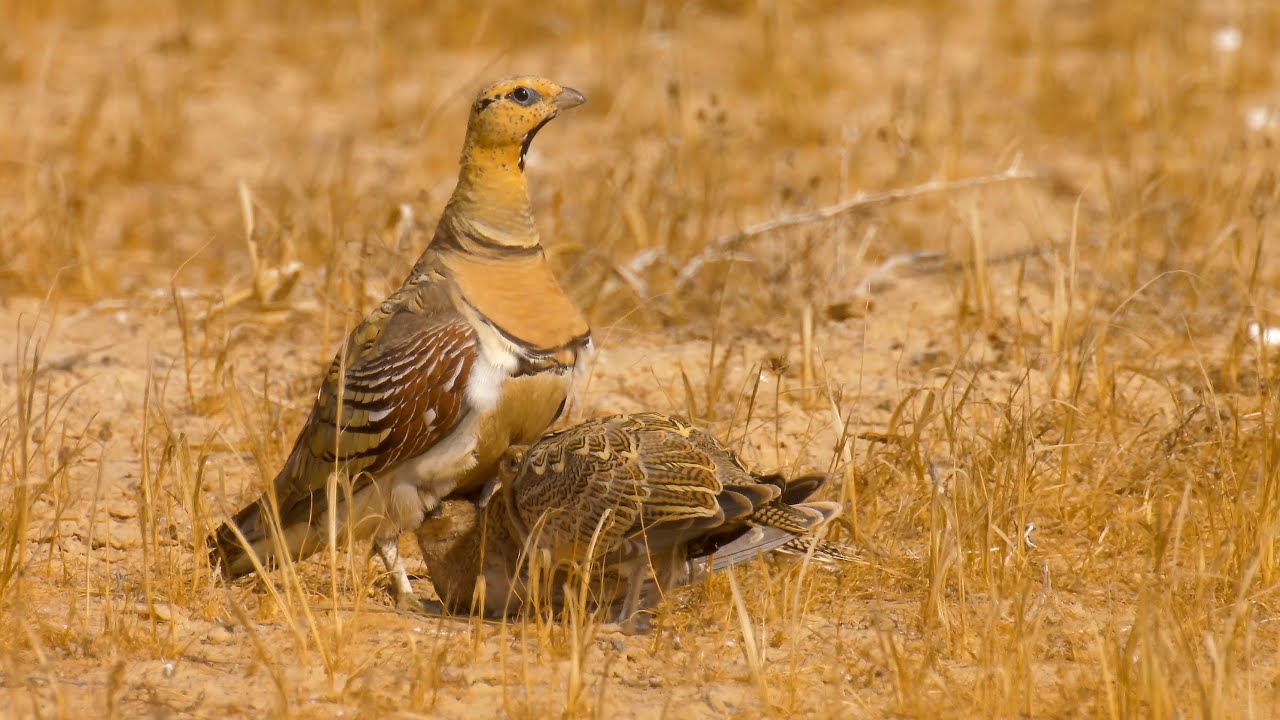 Pin-tailed sandgrouse chicks drinking from chest קטה חדת זנבノドグロサケイقَطْويّات पिन पूंछ वाले सैंडग्रास