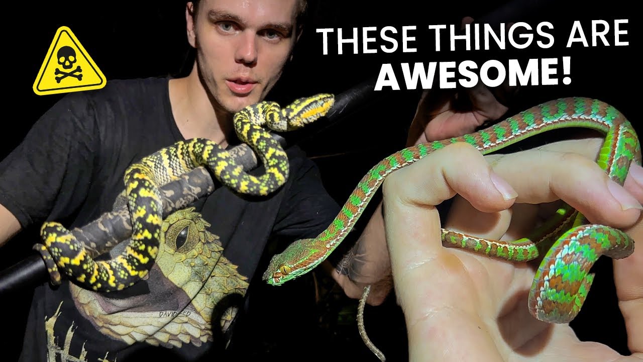 Colorful pit vipers in Phuket! Pt. 1