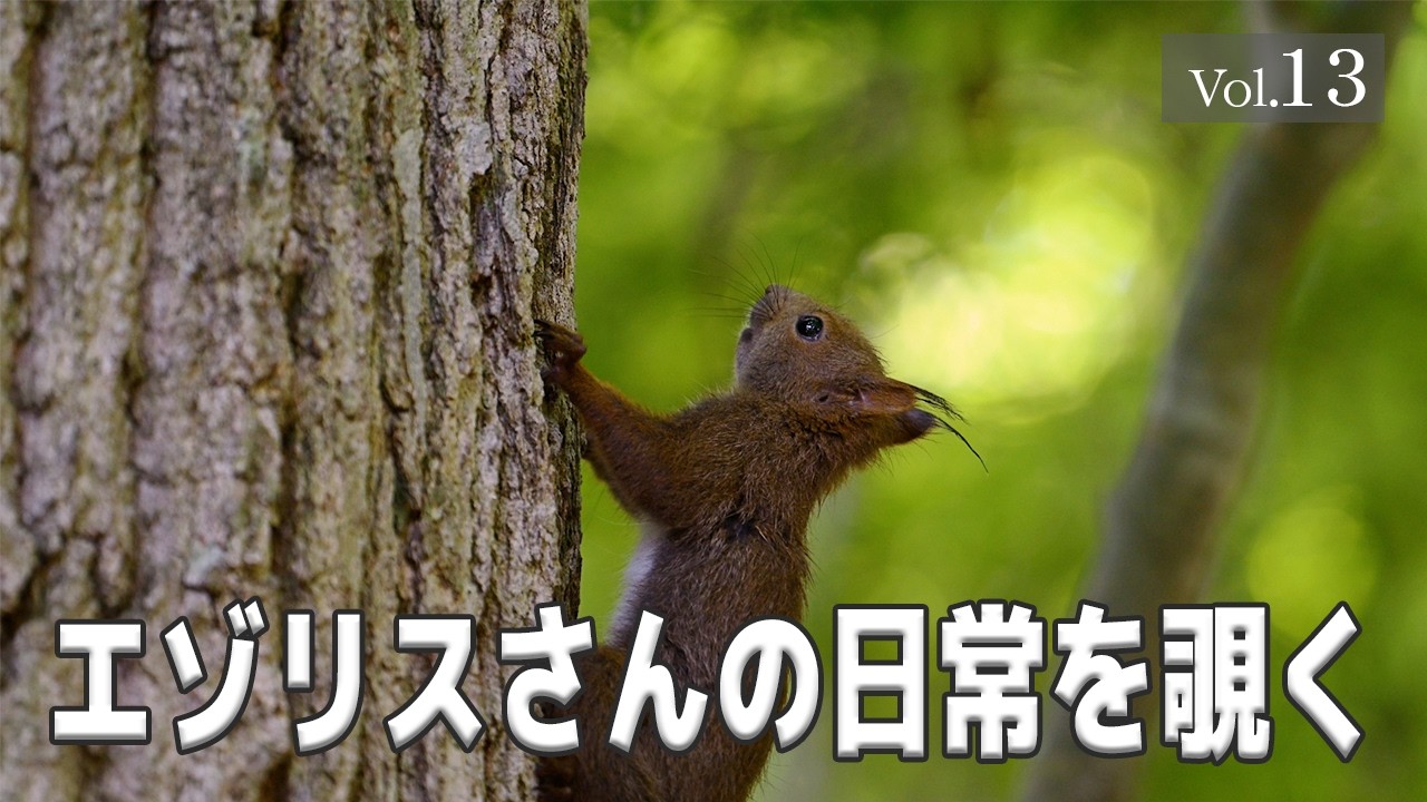 【エゾリスさんの日常を覗く】 Vol.13　#エゾリス #北海道 #野生動物 #癒し