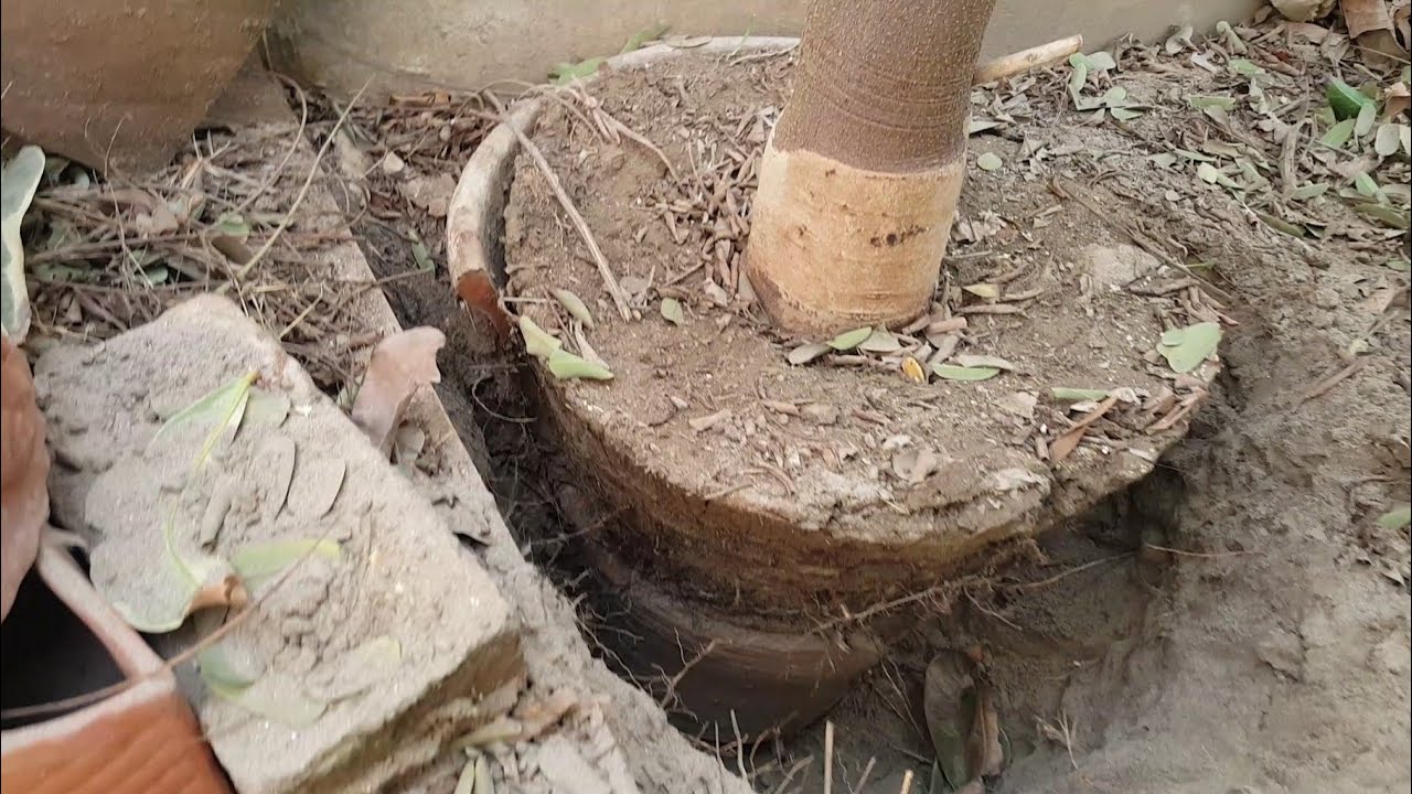How to Transplant Pink shower? (Ideal time) | Cassia javanica | Cassia nodosa | Part 2
