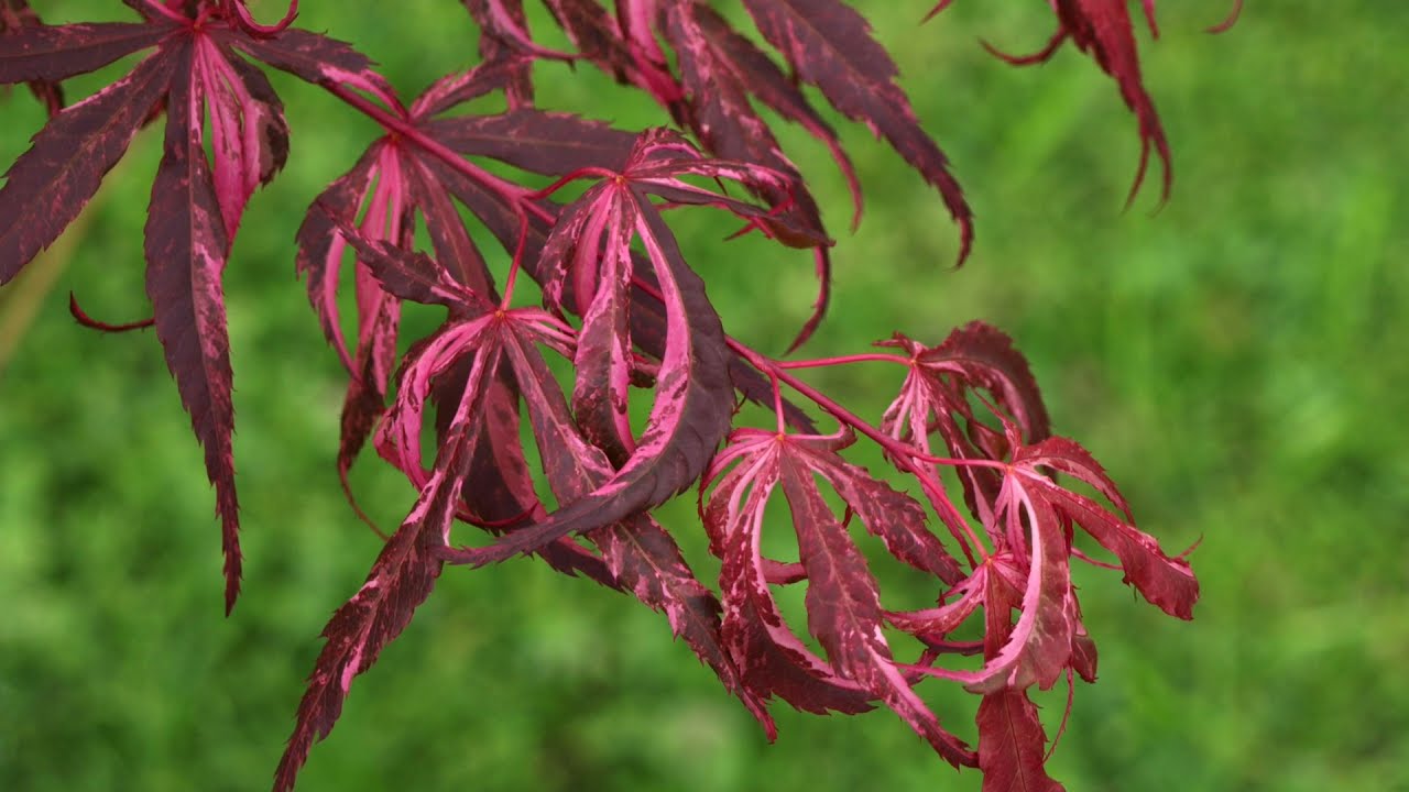 Japanese Maples with Amazing Variegation Showcase