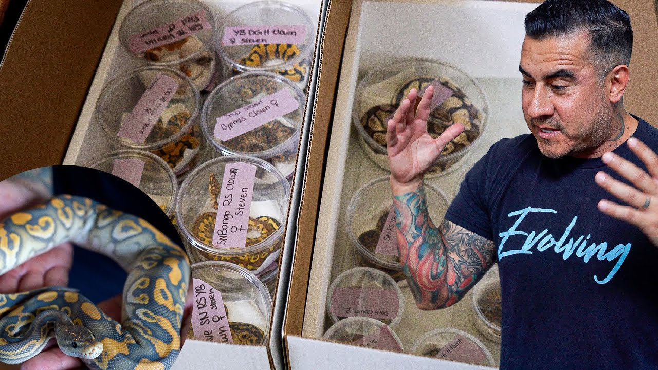 You Need to See This $100,000 Snake Shipment!