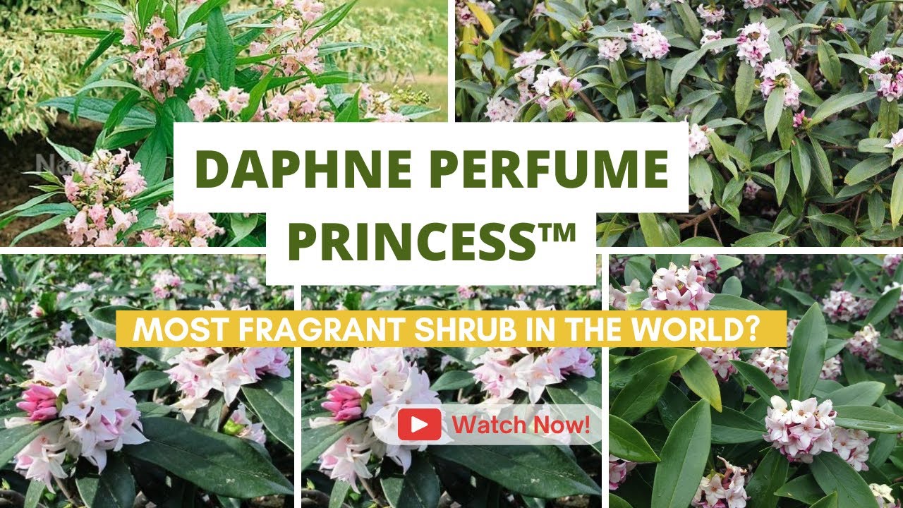 Daphne Perfume Princess™ | Most fragrant shrub in the world | TinyLeaf