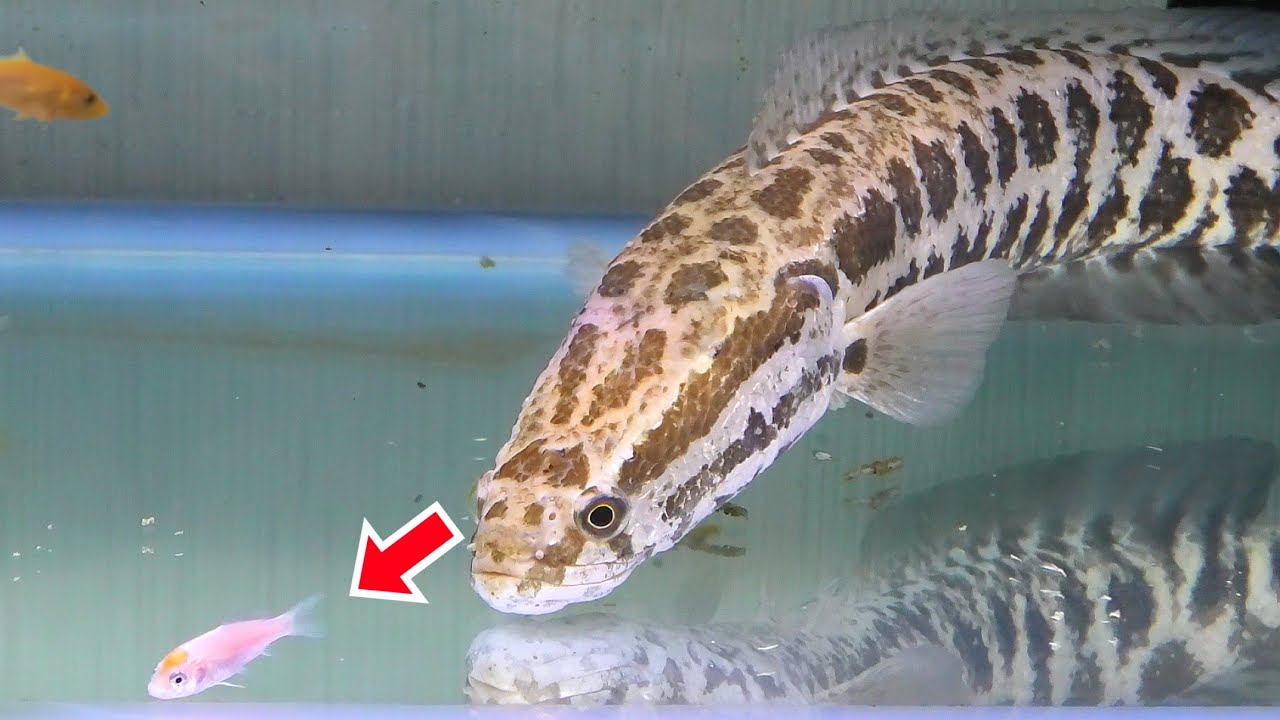 ライギョの水槽にコイを泳がせると…