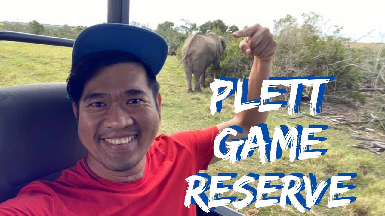 (Garden Route) Beautiful Wild Animals in Plettenberg Bay Game Reserve - Game Drive | South Africa