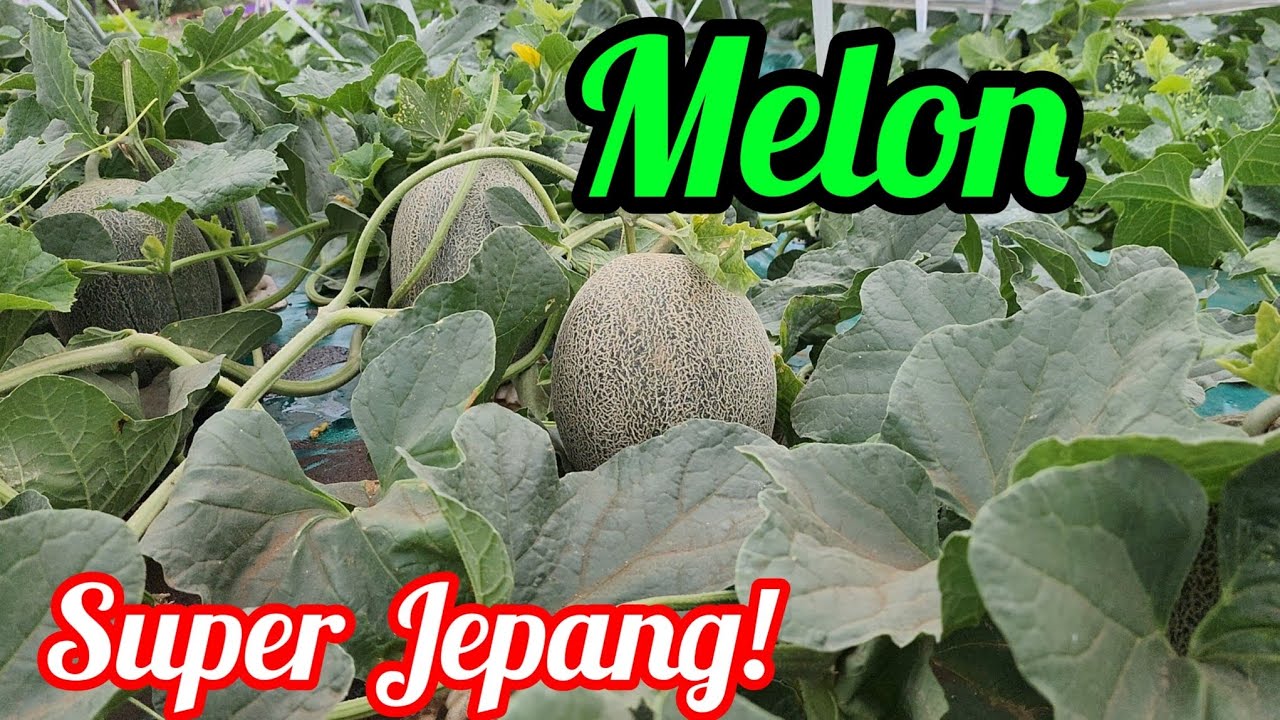 MELON SUPER Jepang メロン🍈Proses pemeliharaan. #pertanian #melon #buah #budidayamelon #メロン栽培