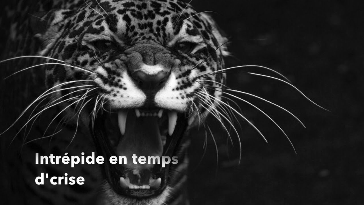 Jagwar - Intrépide en temps d' crise