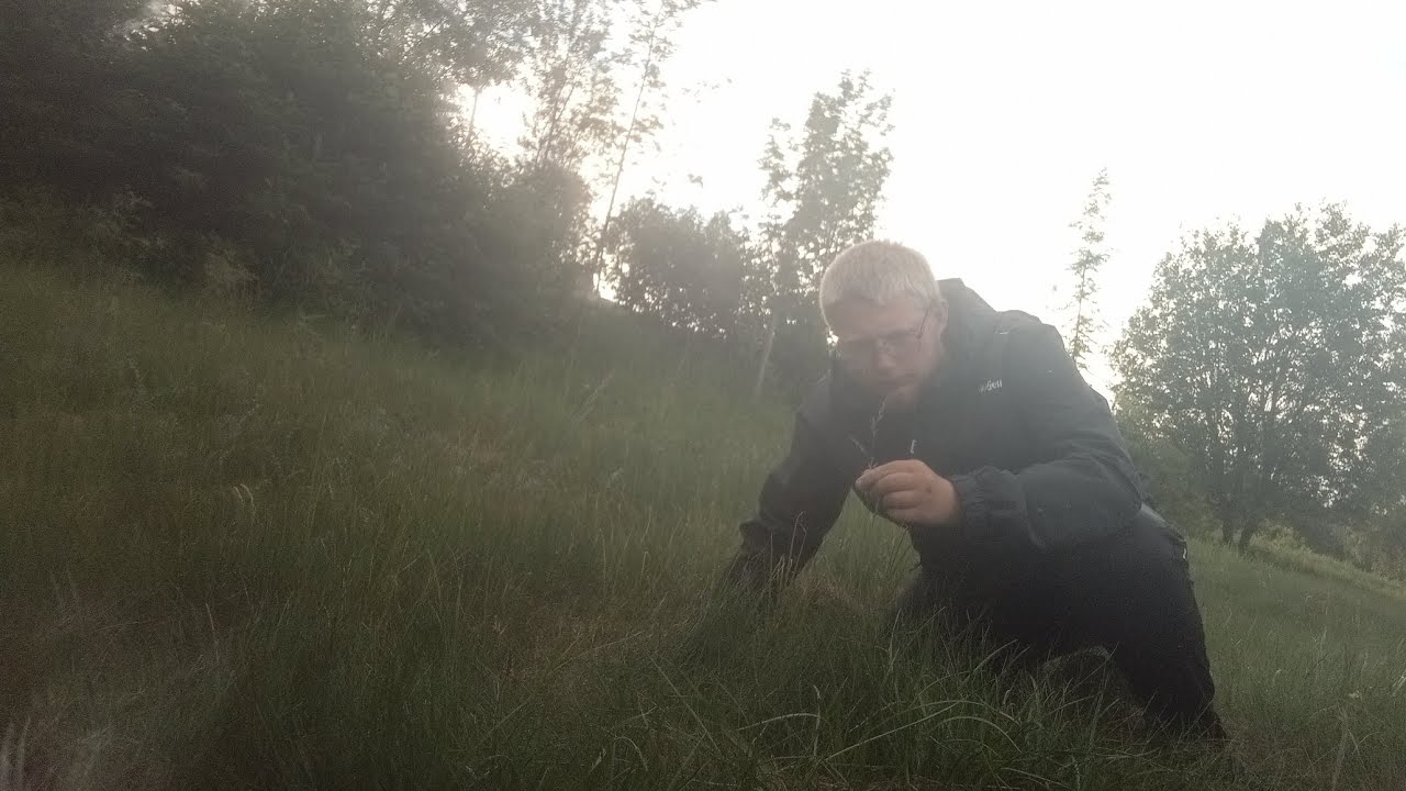 Utforsker strandenga nede ved Aureosen 🙂 (Botanikkserie p&aring; norsk)