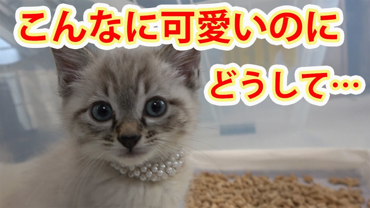 【保護猫】＃231　場所を変えてもシャーシャーが止まりません。どうしたら&hellip;