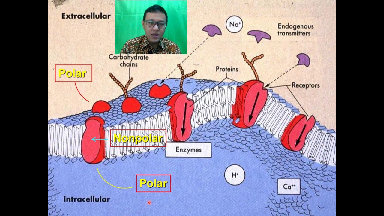 [Kuliah] Farmakodinamik | Farmakologi Kedokteran