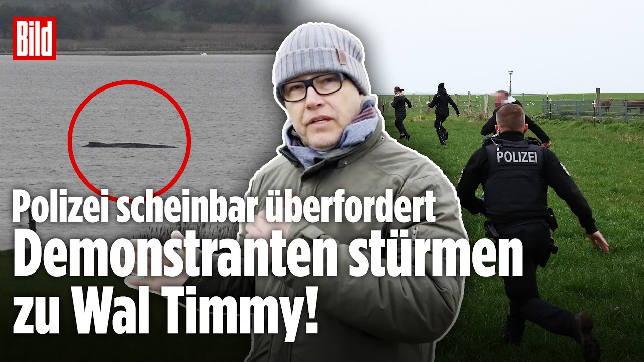 INSEL POEL: Ansturm auf Wal Timmy! Schaulustige brechen durch Absperrung &ndash; Polizei &uuml;berfordert!