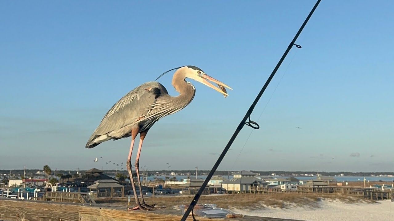 Sunrise2Sunset@Peer2Pier #navarre #gulfbreeze #fishing #bait #beach #fishing #shark #sunrise #sunset