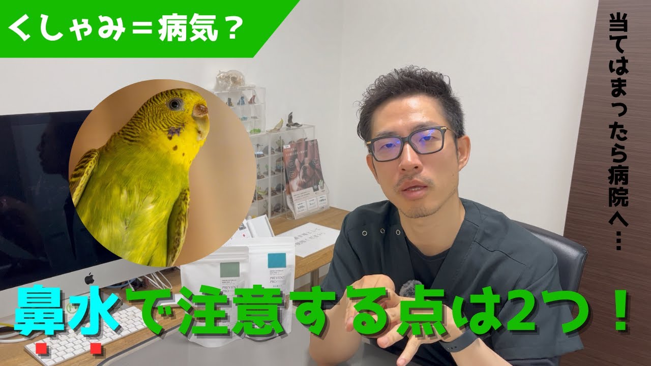 【質問コーナー】インコが毎日インコせんべいで遊んでいても大丈夫？お腹に残った卵の欠片が今後、問題になることはありますか？くしゃみやを毎日して、水を飲んだときもむせている？これは病気？にお答えしました！