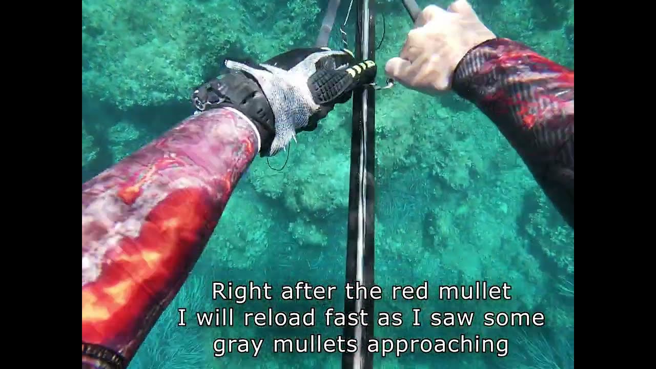 🔱 Shallow spearfishing 🔱 in Dubrovnik Croatia 🇭🇷