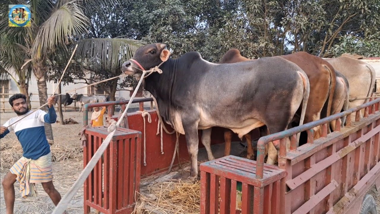 @ ৯/২/২০২৬|| চট্টগ্রামের ব্যবসায়ীর কিনে নেওয়া খামার উপযোগী ষাঁড় গরু||