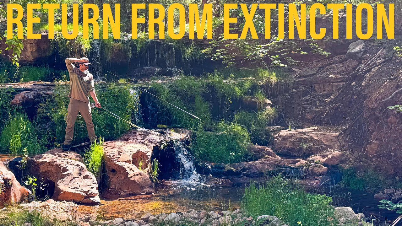From The Brink Of Extinction: Wild Trout Return To Arizona’s Hidden Creek