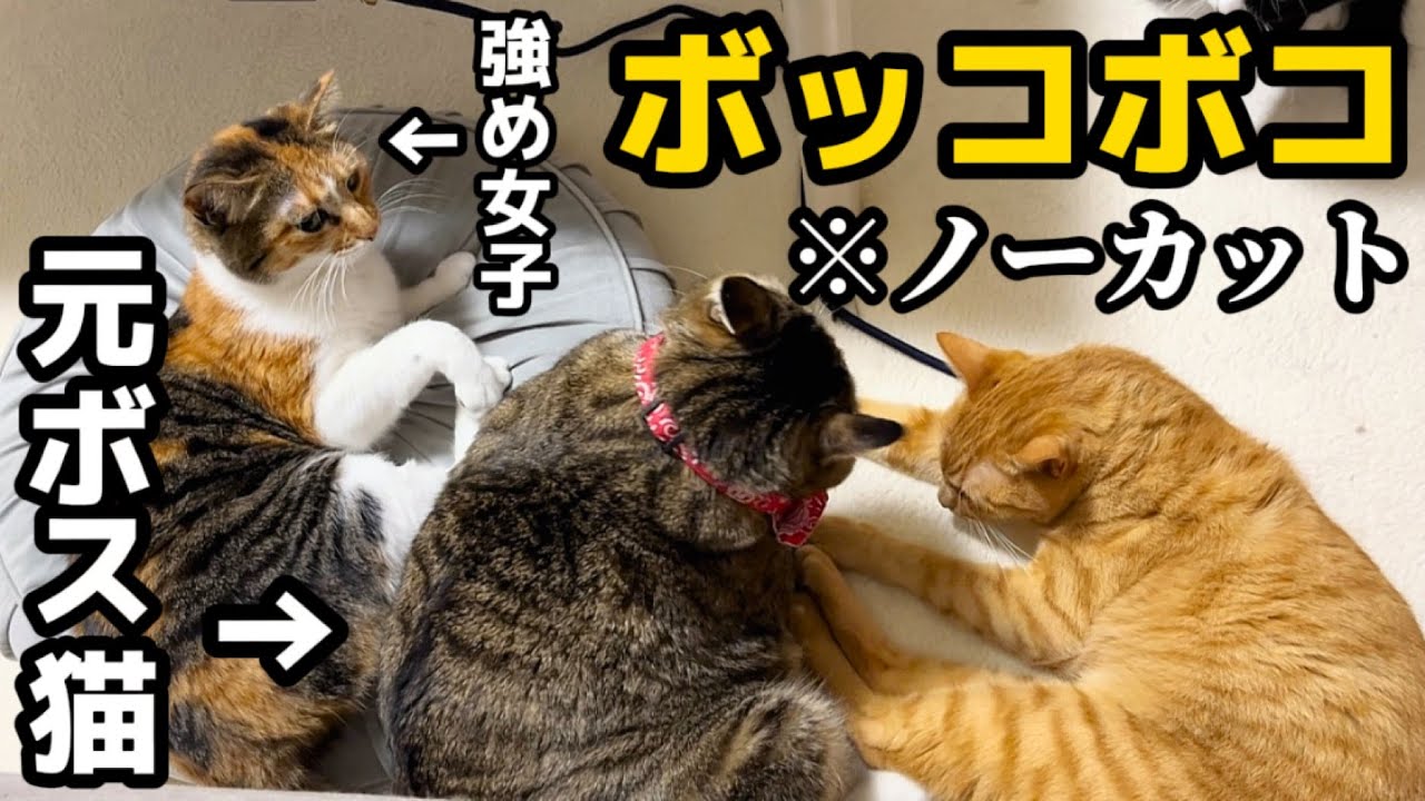 仲間に入れて欲しくて真ん中に割り込んでみたけどデカすぎて邪魔だとボコられてしまう元ボス猫