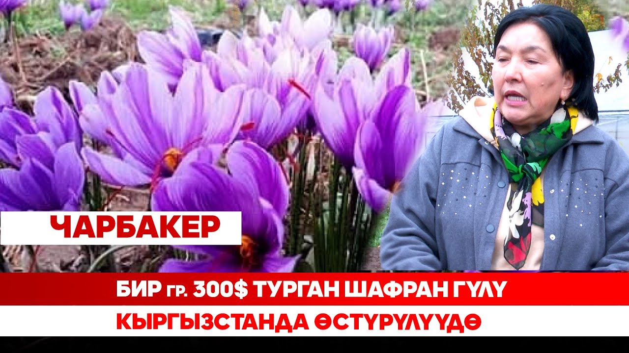 Бир граммы 300$ турган шафран гүлү Кыргызстанда өстүрүлүүдө