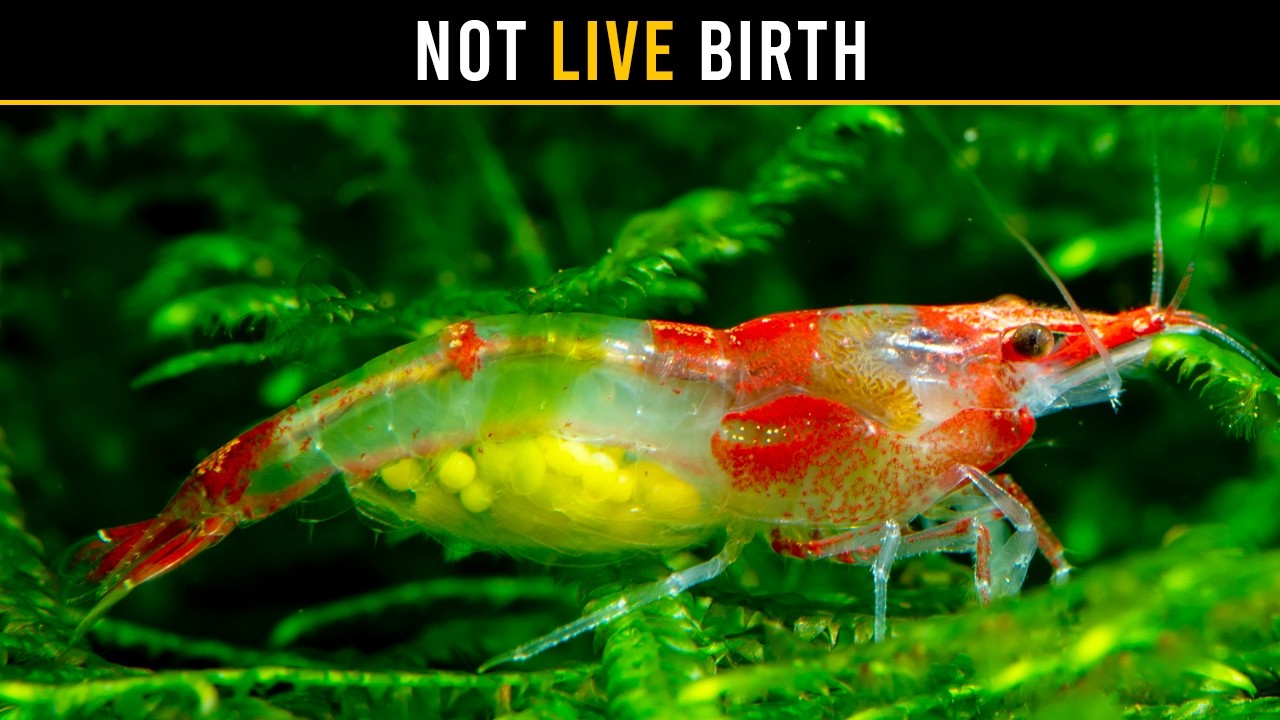 Aquarium Shrimp Don’t Give BIRTH — Here’s What Really Happens